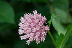 Purple milkweed